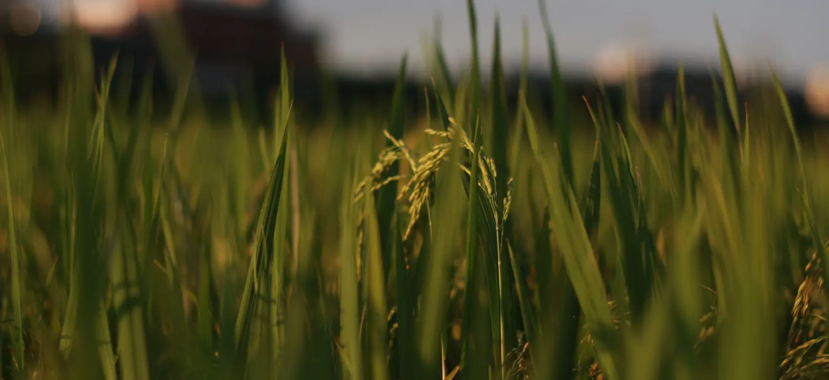 Campo de arroz peruano en floración